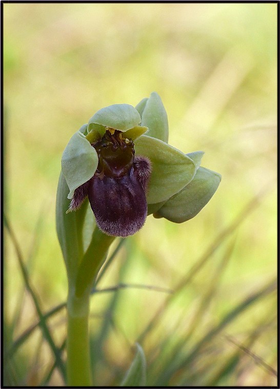 Ophrys tenthredinifera.